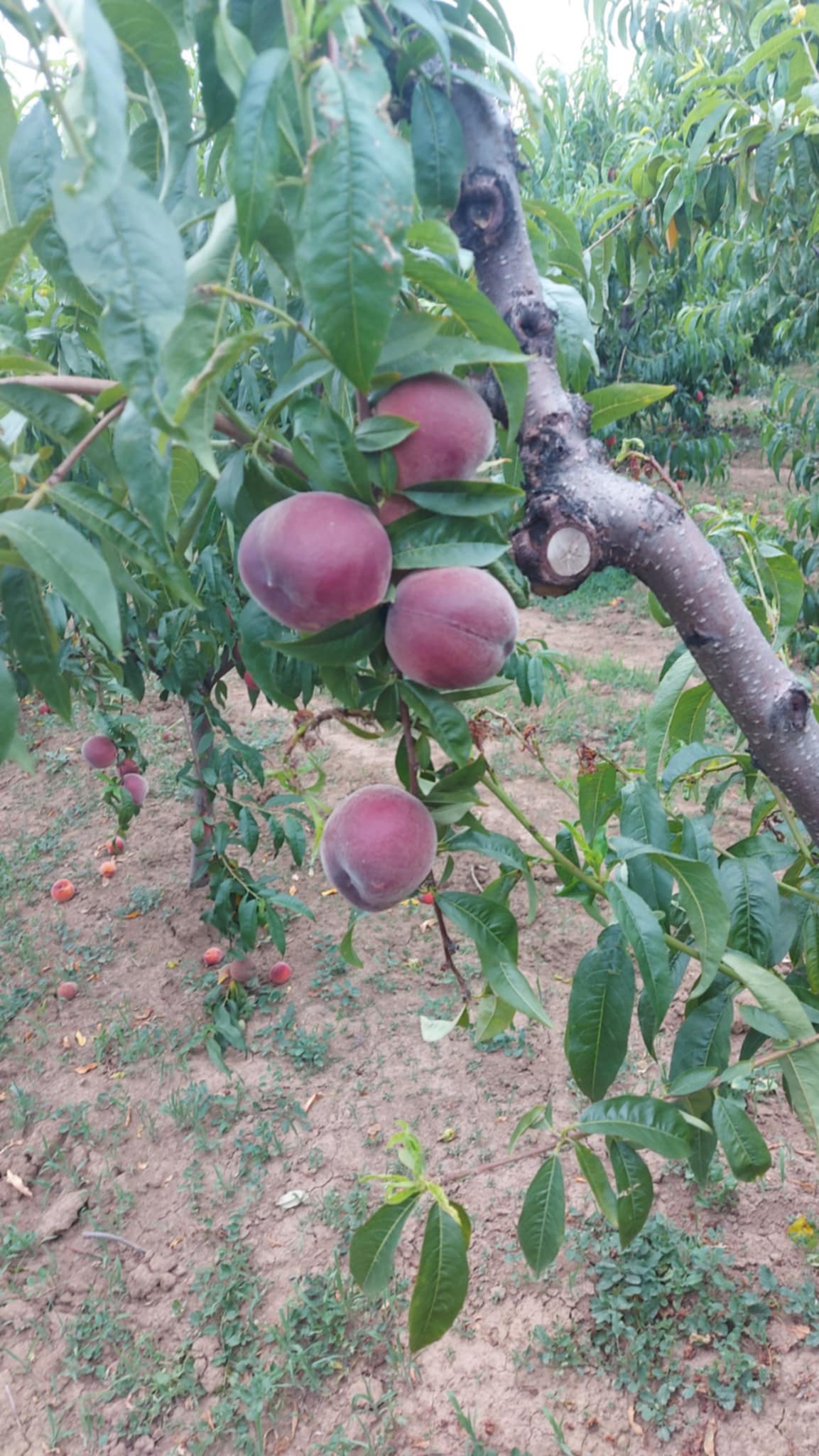 Voćnjak jabuka u Smederevu